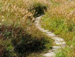 UiPath (PATH) Stock's AI-Driven Rally: An analysis of the AI catalyst and its long-term value