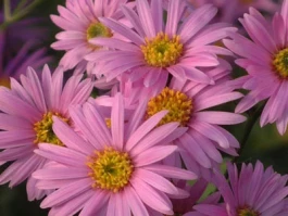 What the Hell is 'Aster'?: The Crypto Coin vs. The Movie Director