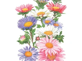 Aster Trade's CZ Boost: Rallying After the Investment and Utility Upgrade